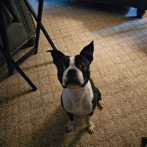 Meet your Posher, Merrill